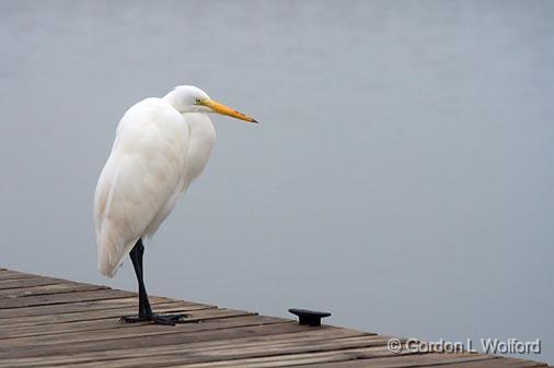 Egret On A Dock_32542.jpg - Great Egret (Ardea alba)Photographed along the Gulf coast near Port Lavaca, Texas, USA.
